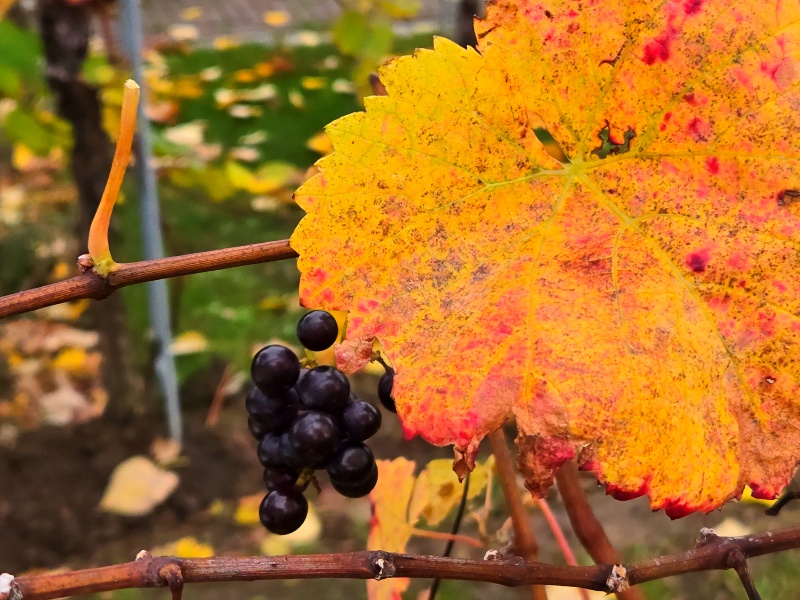 herfst in de wijngaard 20241019 150127