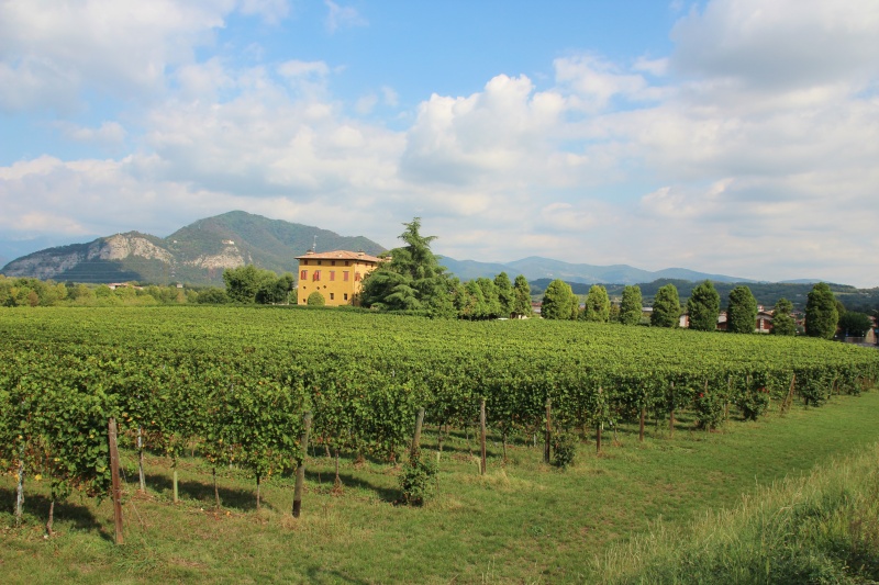 wijngaarden franciacorta regio img 7757